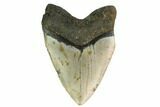 Heavy, Fossil Megalodon Tooth - North Carolina #172609-2